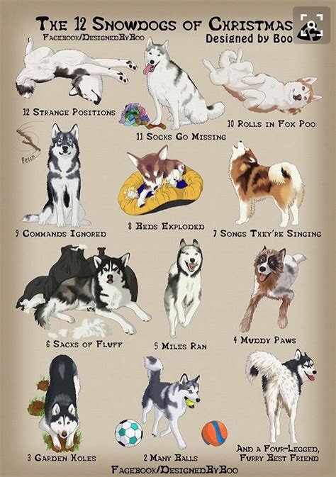 Pin By Westcallacycles On Siberian Huskies With Images Husky Dogs