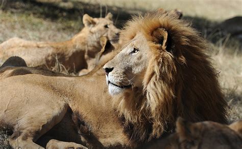 Ct Set To Ban Sales And Imports Of Africas Big Game Animals
