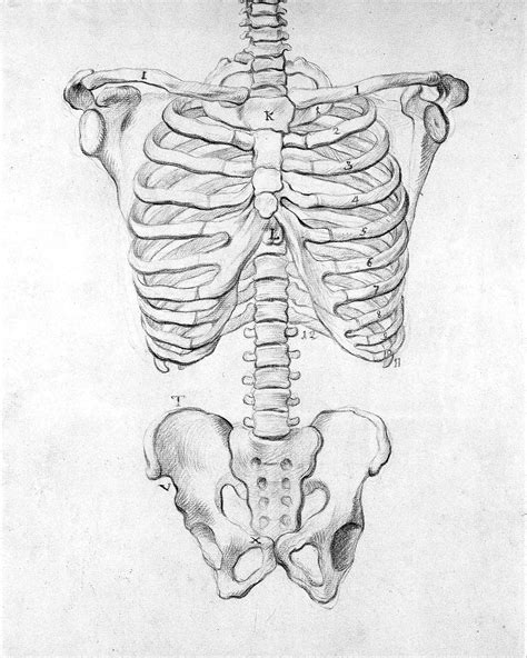 Torso Skeleton Drawings Bone Drawing Art Reference