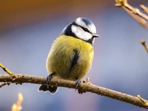 Mésanges 5 Astuces Pour Les Attirer Dans Votre Jardin