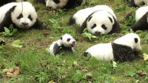36 Panda Cubs Make Adorable Debut Cnn Video