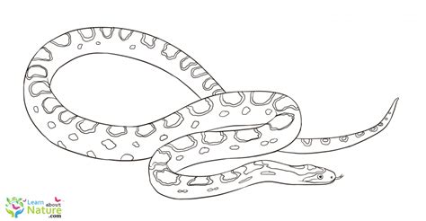 Here is a coloring sheet of the corn snake, also called the red rat in some regions. Snake Coloring Page - Learn About Nature