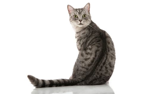 Tabby Cat Patterns Types And Information Petsoid