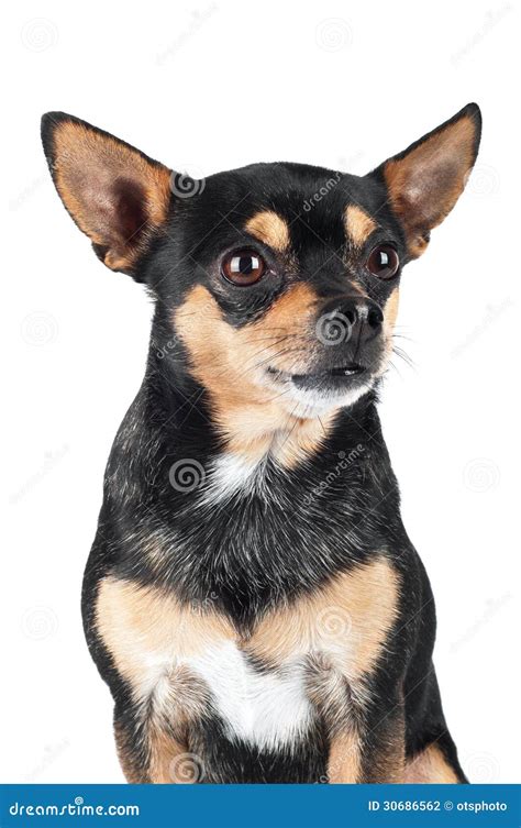 Chihuahua Dog Portrait Stock Photo Image Of Pedigreed 30686562