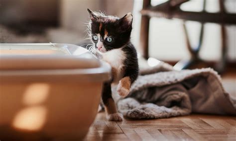 Kitten Diarrhea 101 Causes Symptoms And Treatment Bechewy