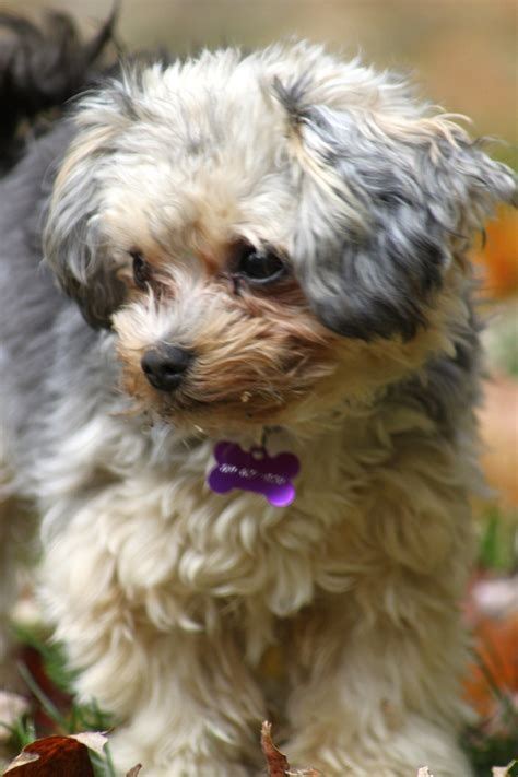 Images Yorkie Poo Yorkie Poo Puppies Small Dog Breeds