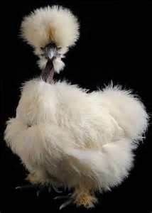 Showgirl Chickens Cross Between A Naked Neck And A Silkie Hot Sex Picture
