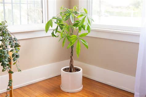 20 Popular Indoor Trees To Grow In Your Home