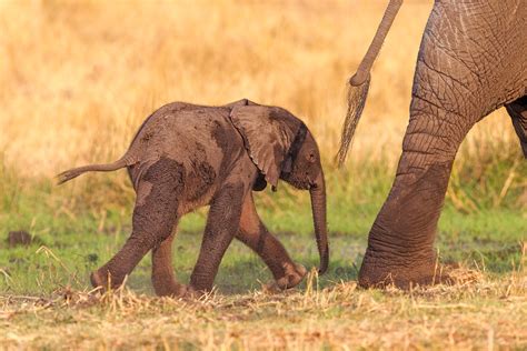African Elephant Calf Follows Mom Wildlife Photography Prints