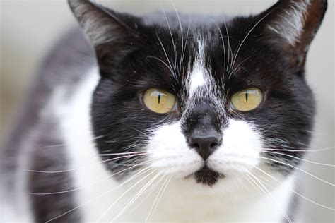 A Black And White Cat With Yellow Eyes