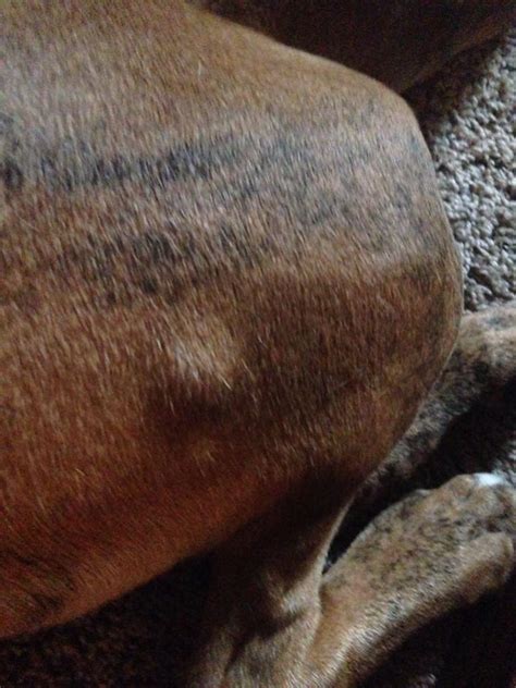 Lump On Back Right Leg Rabies Vaccine Or Worse Boxer Forum Boxer