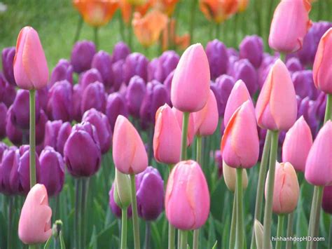 Hình Nền Hoa Tulip đẹp Với Những Cánh đồng đầy Màu Sắc Hình Ảnh Đẹp Hd