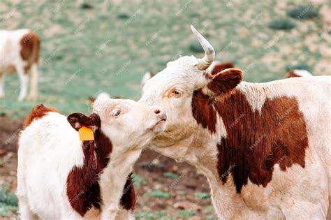 Una Vaca Madre Lame Un Ternero En El Pasto Lindos Animales Domésticos