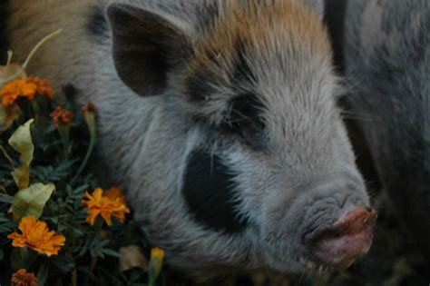 Johnc Potbelly Pig Thriftyfun