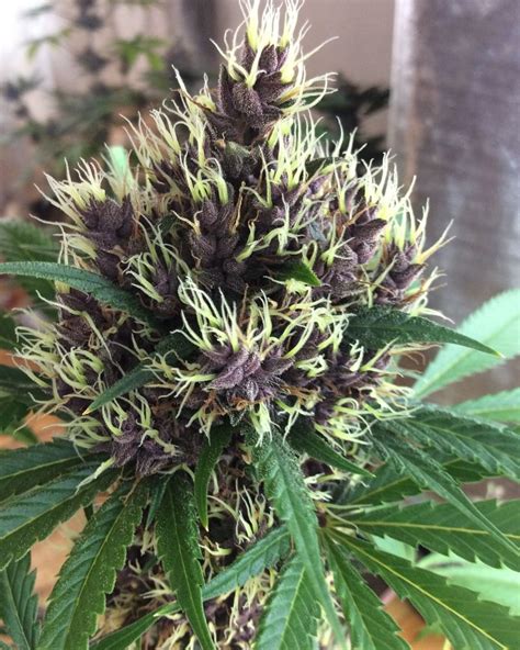 Purple Kush Strain Info Purple Kush Weed By Buddha Seeds Growdiaries