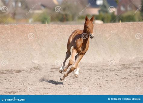 Galloping Foal Stock Photo Image Of Foal Warm Mammals 10082470