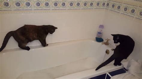 Silly Cat Falls Into The Bath Full Of Water Funny Cat Fails Youtube