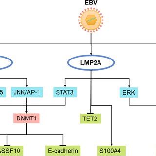 Schematic Presentation Of EBV Regulation Of Host Genome Methylation In