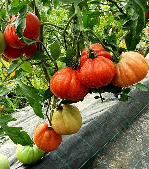 Tomato Red Pear Abruzzese 20 Seeds Italian Heirloom Vegetable Etsy Canada