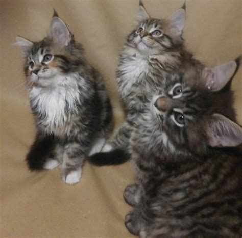 Then visit us at eurocoons maine coon cattery in olathe, ks! Maine Coon Cats For Sale | Cleveland, OH #262953 | Petzlover