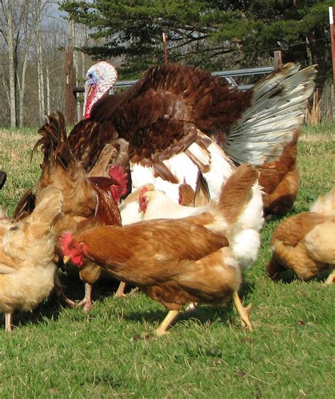 Keeping Turkeys With Chickens Cackle Hatchery