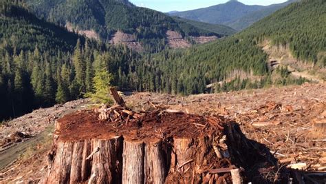 Rcmp Make 11 Arrests At Old Growth Logging Blockades On Vancouver