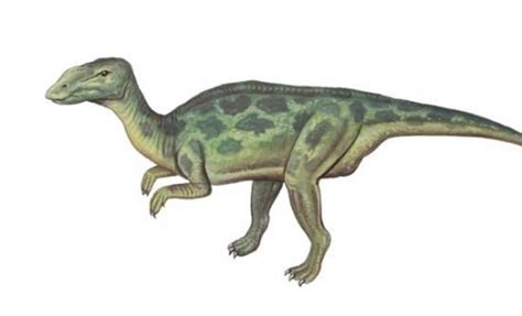 Claosaurus Wiki Prehistórico Fandom Powered By Wikia