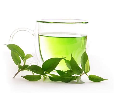 Green Tea Plant Camellia Sinensis Brew Your Own Tea 4 Pot