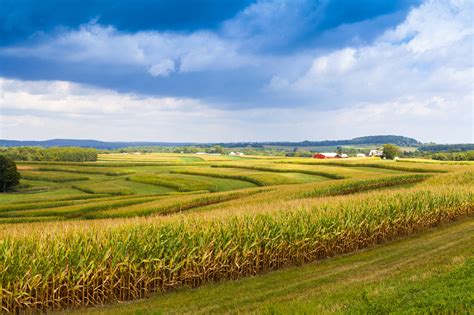 Stormy Sky Over Corn Field In American Countryside Ifa Iowa Farm