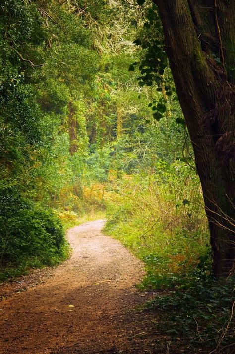 Pathway In The Woods Stock Photo Image Of Mist Footpath 34545774