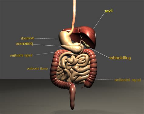 Digestive System With Labels