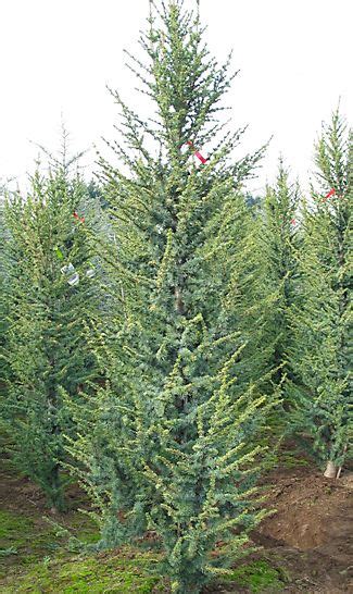 Fairdale Nursery Plant Profile Conifers Garden Conifer Garden Plants