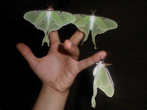 The Surprising Beauty Of Gentle Giant Moths
