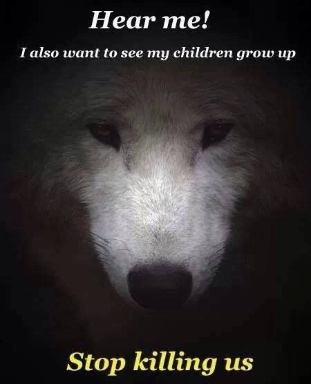 The Wolf Wolf Quotes Wolf Spirit Animal Wolf Pictures