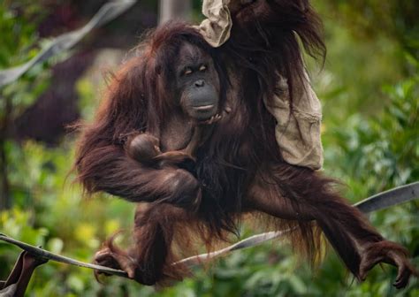 A Critically Endangered Bornean Orangutan Has Been Born At Chester Zoo