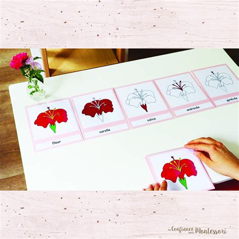 Cartes De Nomenclature Montessori Sur La Fleur Etsy