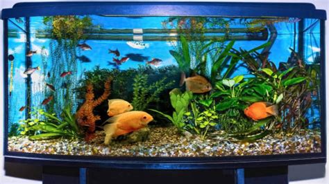 How To Lower Nitrates In Aquarium Reduce Them For Good