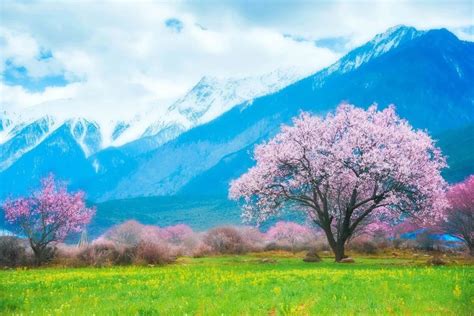 50张图片告诉你，中国的春天有多惊艳！太湖樱花油菜花新浪新闻