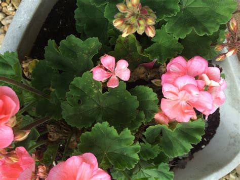 Geraniums Dying Off Spots On Leaves — Bbc Gardeners World Magazine