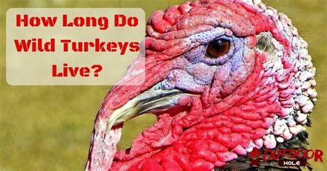 how long do wild turkeys live everything you need to know