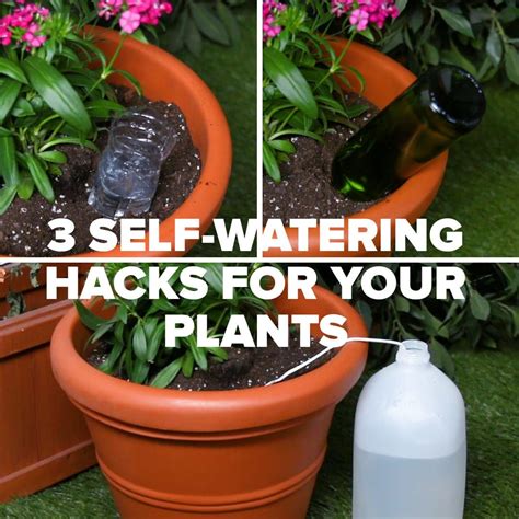 Keep Your Plants Happy And Hydrated With These 3 Self Watering Hacks