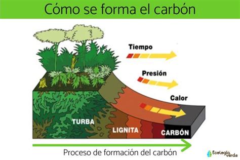 Cómo Se Forma El CarbÓn Proceso Y Tipos