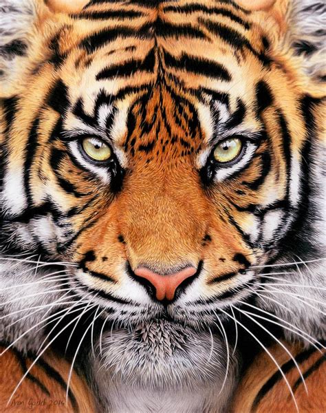 Tiger Face Drawings With Color