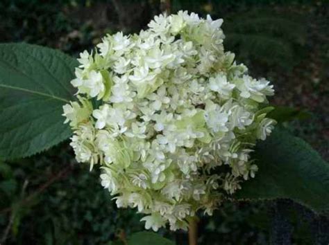 Hortensiashydrangea Involucrata Mihara Kokonoe Hortensia Hydrangea