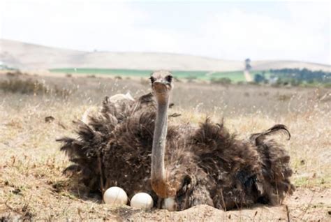 Why Do Ostriches Stick Their Heads In The Sand Ostriches Head In