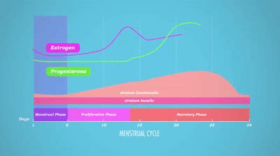 Share the best gifs now >>>. menstrual cycle on Make a GIF