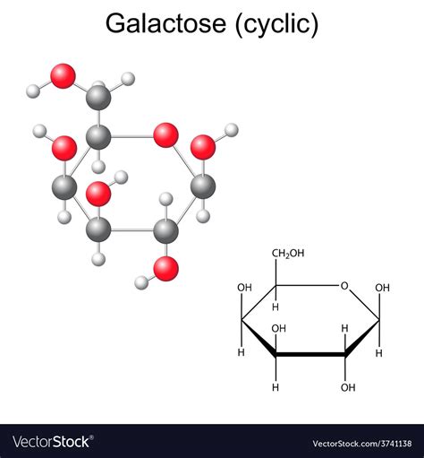 Structural Chemical Formula And Model Galactose Vector Image