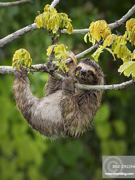 Brown Throated Three Toed Sloth Bradypus Variegatus Stock Photo