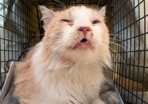 The Incredible Journey Of A Stray Cat From Shy Sick And Scraggly To