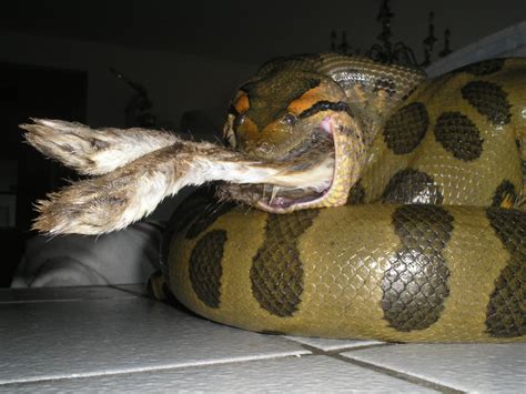 Serpente Che Mangia Un Coniglio - Image - Anaconda eating a Rabbit.jpg | Animal World Wiki | FANDOM